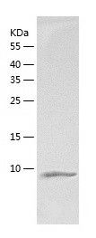 Recombinant Rat Ccl24